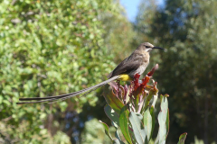 Sugarbird