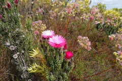 03_DSC_0349-Fynbos