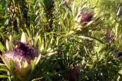 04_Protea-longifolia