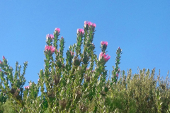 05_Protea-Compacta