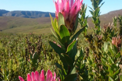 08_Protea-Compacta-2