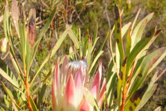 09_Sugar-Protea-1