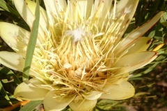10_Sugar-Protea-2