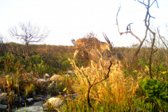 V-Eland-AntilopeI_00017c