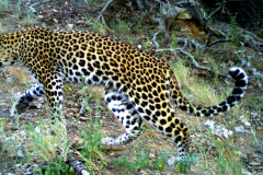 V-Leopard_I_00057a